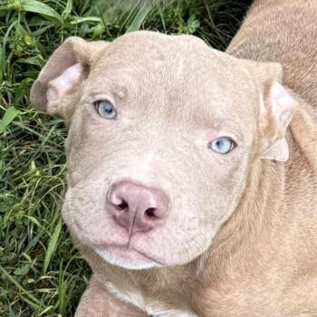 Pit Bull Terrier and Mixed Breed Dogs Available for Adoption in Brenham, Texas - Mr.man | PetCurious