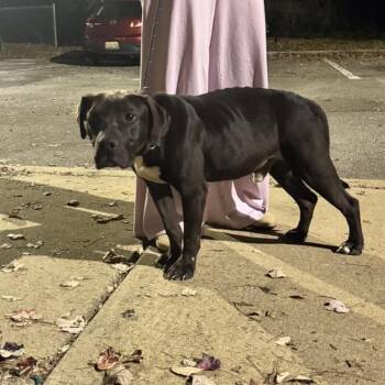 Mixed Breed Dogs Available for Adoption in Columbus, Georgia - Dex 9965 | PetCurious