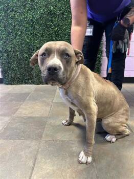 61092326 -  Pit Bull Terrier and Mixed Breed Dog Available for Adoption in El Paso, Texas - 61092326 | PetCurious