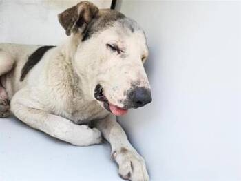 Staffordshire Bull Terrier and Mixed Breed Dogs Available for Adoption in Houston, Texas - A656909 | PetCurious