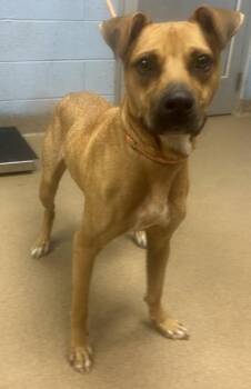 Brody -  Mixed Breed Dog for Adoption in Chamblee, Georgia - Brody | PetCurious