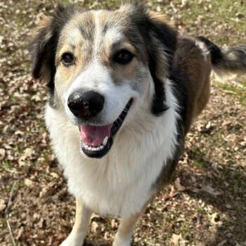 Boone -  Collie and Mixed Breed Dog for Adoption in Carencro, Louisiana - Boone | PetCurious