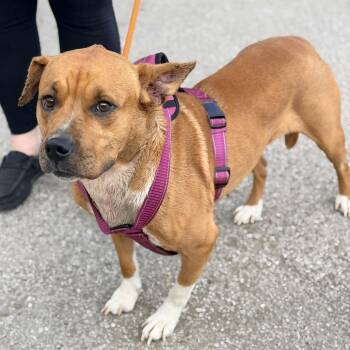 Ashley -  Mixed Breed Dog for Adoption in Huntington, West Virginia - Ashley | PetCurious