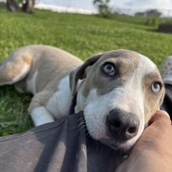 Labrador Retriever Dogs Available for Adoption in Pearland, Texas - Honey | PetCurious