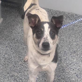 Feta -  Mixed Breed Dog for Adoption in Greenville, South Carolina - Feta | PetCurious