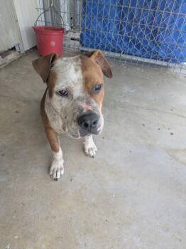 Mudskipper -  Pit Bull Terrier Dog for Adoption in Brownwood, Texas - Mudskipper | PetCurious
