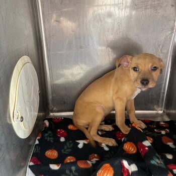 Selma -  Pit Bull Terrier and Mixed Breed Dog for Adoption in Northbrook, Illinois - Selma | PetCurious