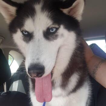 Buffy D71288 -  Siberian Husky Dog for Adoption in Minnetonka, Minnesota - Buffy D71288 | PetCurious
