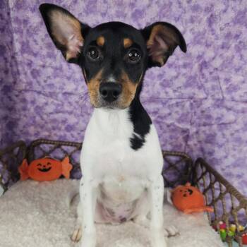 CB -  Jack Russell Terrier Dog for Adoption in Fort Wayne, Indiana - CB | PetCurious