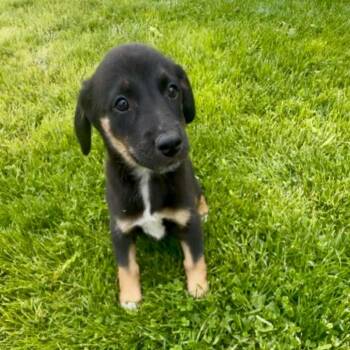 Hershey aka Ridoc -  Mixed Breed Dog for Adoption in Shorewood, Illinois - Hershey Aka Ridoc | PetCurious