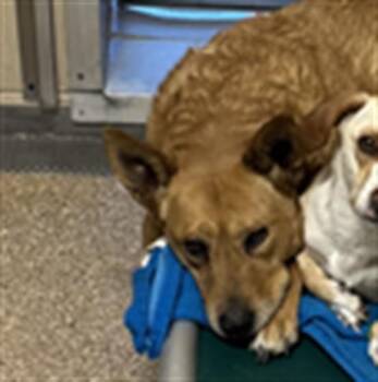 Australian Cattle Dog Blue Heeler Dogs Available for Adoption - SASSY | PetCurious