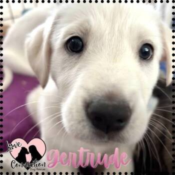 Shepherd Dogs Available for Adoption in Gilbert, Arizona - Gertrude | PetCurious