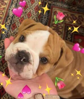 Bear -  English Bulldog Dog for Adoption in Longmont, Colorado - Bear | PetCurious