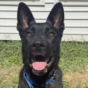 Rescue German Shepherd Dog and Labrador Retriever Dogs for Adoption in Saugerties, New York - Finn | PetCurious