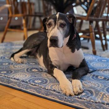 Great Dane Dogs Available for Adoption - Buttermilk | PetCurious