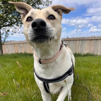 Labrador Retriever Dogs Available for Adoption in Logan, Utah - Dot (Freya) | PetCurious