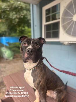 Rescue Pit Bull Terrier Dogs for Adoption in Pottsville, Pennsylvania - Havoc | PetCurious