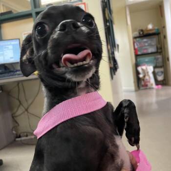 Tiny -  Pug and Chihuahua Dog for Adoption in Pasadena, California - Tiny | PetCurious
