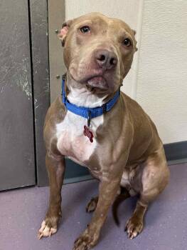 Rescue Pit Bull Terrier Dogs for Adoption - Nova | PetCurious