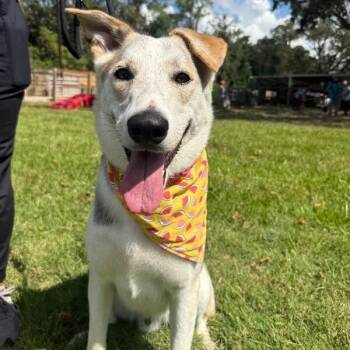 Husky and German Shepherd Dog Dogs Available for Adoption in Friendswood, Texas - Salt So Sweet Belly Rubs Please | PetCurious