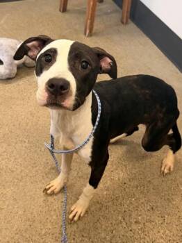 Keely -  Pit Bull Terrier Dog for Adoption in Cleveland, Ohio - Keely | PetCurious