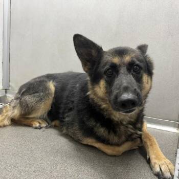 Axel -  German Shepherd Dog Dog for Adoption in Des Moines, Iowa - Axel | PetCurious