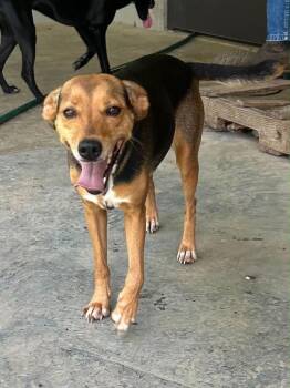 Tribeca Available 7/10 -  Feist Dog for Adoption in Elmsford, New York - Tribeca Available 7/10 | PetCurious