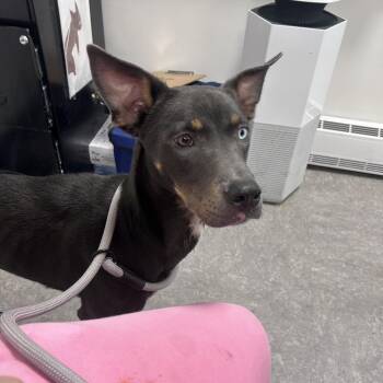 Clarabelle -  Mixed Breed Dog for Adoption in Philadelphia, Pennsylvania - Clarabelle | PetCurious