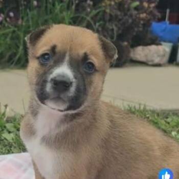 Australian Cattle Dog Blue Heeler and Shepherd Dogs Available for Adoption in Riverside, Iowa - Violet | PetCurious