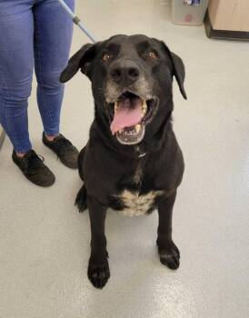 Labrador Retriever and Great Dane Dogs Available for Adoption in Chillicothe, Ohio - Mango | PetCurious