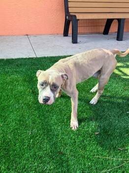 HANK -  Pit Bull Terrier Dog for Adoption in Fort Myers, Florida - HANK | PetCurious