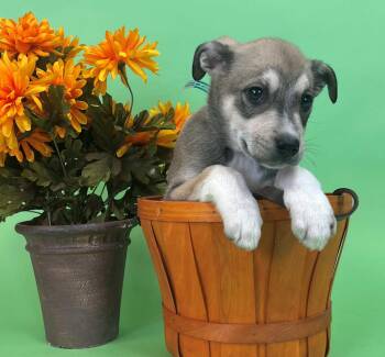 725-26 -  Border Collie Dog for Adoption in Brighton, Colorado - 725-26 | PetCurious