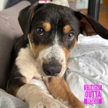 Shepherd Dogs Available for Adoption in Vancouver, British Columbia - Scout | PetCurious