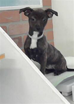 Chihuahua and Mixed Breed Dogs Available for Adoption in Houston, Texas - ALINA | PetCurious