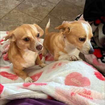 2150 Bean and Jack -  Chiweenie Dog for Adoption in Springfield, Missouri - 2150 Bean And Jack | PetCurious