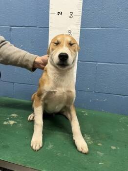 Rescue Carolina Dog and Mixed Breed Dogs for Adoption in Seneca, South Carolina - Wile E Coyote | PetCurious