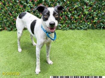 TIM -  Mixed Breed Dog for Adoption in West Palm Beach, Florida - TIM | PetCurious