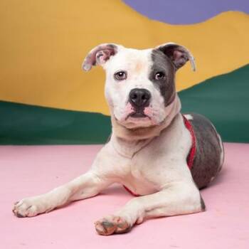 Doggie -  Pit Bull Terrier Dog for Adoption in Atlanta, Georgia - Doggie | PetCurious
