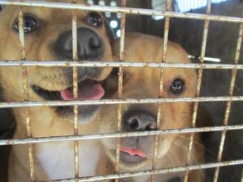 Chihuahua Dogs Available for Adoption in Ocala, Florida - A380402 | PetCurious