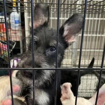 Runty -  Mixed Breed Dog for Adoption in Port Charlotte, Florida - Runty | PetCurious
