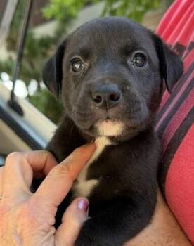 Baby Bo Peep -  Labrador Retriever Dog for Adoption in Washington, District Of Columbia - Baby Bo Peep | PetCurious