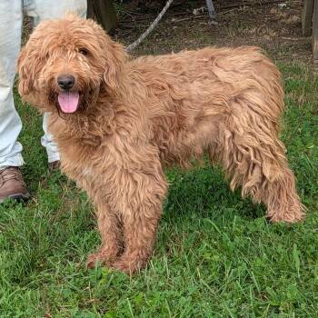 Stubbs -  Goldendoodle Dog for Adoption in Maynardville, Tennessee - Stubbs | PetCurious