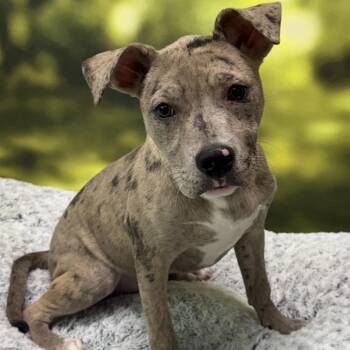 Sally -  Pit Bull Terrier and Mixed Breed Dog for Adoption in Auburn, New Hampshire - Sally | PetCurious