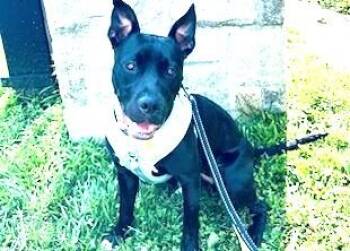Lilly Sweetie Noble Head under 2 and 45 pounds Fostering in CT -  American Bully Dog for Adoption in Charlottesville, Virginia - Lilly Sweetie Noble Head Under 2 And 45 Pounds Fostering In CT | PetCurious