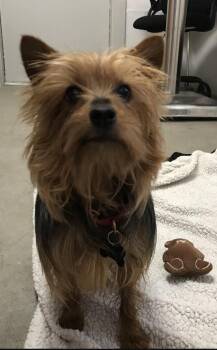 Onyx -  Yorkshire Terrier Dog for Adoption in Buena Vista, Colorado - Onyx | PetCurious