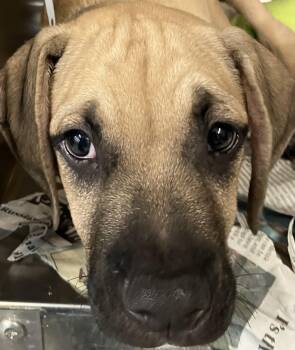 Scooter -  Shepherd Dog for Adoption in Parma, Ohio - Scooter | PetCurious