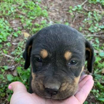 Mixed Breed Dogs Available for Adoption - Roxi | PetCurious