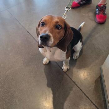 Faizon -  Beagle Dog for Adoption in Chattanooga, Tennessee - Faizon | PetCurious