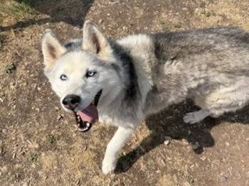 Meeka -  Siberian Husky Dog for Adoption in Eagle, Colorado - Meeka | PetCurious