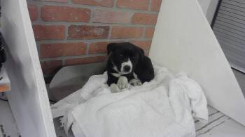 Staffordshire Bull Terrier and Mixed Breed Dogs Available for Adoption - A2057730 | PetCurious